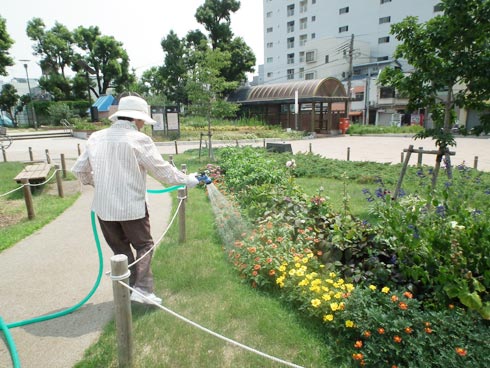 湊川公園花壇に水やり中で〜す。