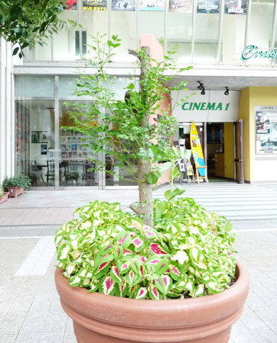 Cinema KOBE（シネマ神戸）さんの前にコンテナの木が生長しました！